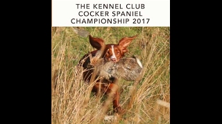 2017 Cocker Spaniel Championship  video clip [upl. by Atiekram]