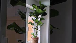 Ficus Lyrata ❤️ roślinydomowe plant rośliny ficuslyratafikusytrending [upl. by Sitoeht274]