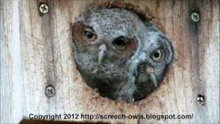 Baby Owl Eye Pops Out  of Nest Box [upl. by Ahsiuqal691]