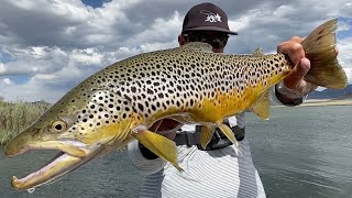 BROWN TROUT DREAMS  Fly Fishing Colorado at Spinney Mountain Reservoir for LARGE TROUT [upl. by Darline]