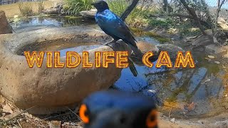 Wildlife cam 2024  Week 41  elephants new genet and pond life [upl. by Maloney981]