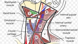 Level of Cervical Lymphnode amp Triangle of Neck [upl. by Quigley]