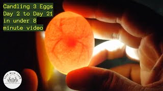 8 minutes video for 3 eggs candled daily for 21 days from formation to hatch [upl. by Germin]