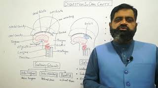 Digestion in oral cavity UrduHindi medium  Prof Masood fuzail Swallowing  Salivary GlandsSaliva [upl. by Elleimac]