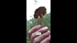 Paul Stamets finds the deer mushroom [upl. by Sunny]