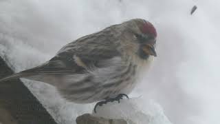 Common Redpoll Acanthis flammea  Majavatnet Grane Nordland Norway 2024 [upl. by Neb]