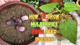 How to Grow Mulberries from Seed Indoors 🌱 mulberry gardening gardeningtips seedstarting fruits [upl. by Doty907]