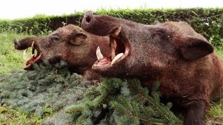 Treibjagd auf Wildschwein – Slowakei  Hunting for wild boar  Slovakia [upl. by Micro]