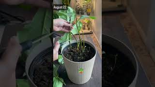 Fiddle plant care 🪴fiddle plantcare shortsfeed youtube pruning gardening plants plantlover [upl. by Ayian]