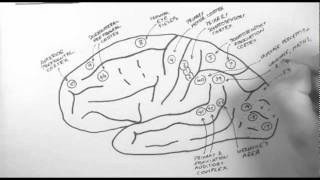 Brain Anatomy 2  Functional Cortical Anatomy Lateral Surface [upl. by Mauro]