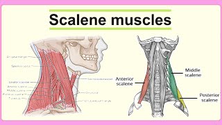 scalene muscles [upl. by Tansey]