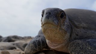 Why Female Turtles are Taking Over Raine Island  Planet Earth III Behind The Scenes  BBC Earth [upl. by Bird]