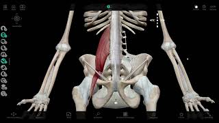 A3 – Muscle Psoasiliaque  A quoi ressembletil  A quoi sertil [upl. by Earezed]