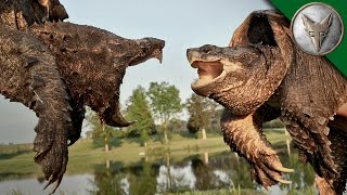 Alligator Snapping Turtle vs Common Snapping Turtle [upl. by Hilario]