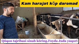 Buqa boqish sirlari 998905085958998948890089 Kam harajat kõp daromad [upl. by Bonns]