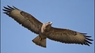 BUZZARD Sounds Inflight Calling for a Mate  MEWING  Buteo buteo [upl. by Alul]