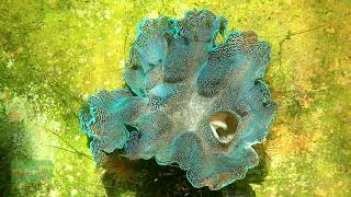 The Incredible Truth About Giant Clams  Divine Designs [upl. by Nerrag453]