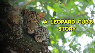 A Leopard Cubs Story  Yala National Park Sri Lanka [upl. by Annirac204]