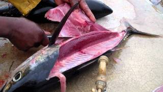 How To Fillet Fish  Yellowfin Tuna amp Bigeye Tuna [upl. by Mauve158]