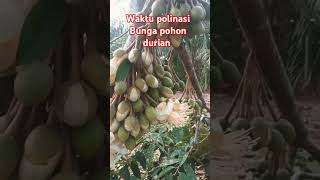 bunga durian sudah mekar ini adalah saat polinasi [upl. by Gardie453]