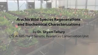 Arachis Wild Species Regenerations and Biochemical Characterizations  PGOC Workshop [upl. by Analaj]