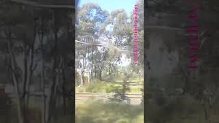 VLINE Albury NSW To Southern Cross 101024 vline shorts shortvideo train travel views [upl. by Eluj145]