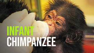 Baby Chimpazee at the North Carolina Zoo [upl. by Annabella]