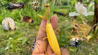 extraordinary a type of beautiful insect habitat [upl. by Chuck]