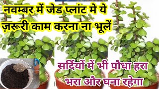 2सस्ती खाद से जेड प्लांट को जंगल सा घना बनाएJade Plant CareampFertilizer November Care Of Jade plant [upl. by Wirth]