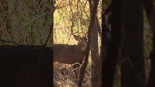 In his Element ozonics ozonicshunting youtubeshorts shorts bowhunting [upl. by Garzon578]