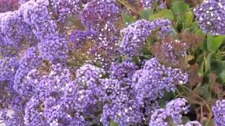 Limonium perezii  Statice  Sea Lavender [upl. by Llemhar]