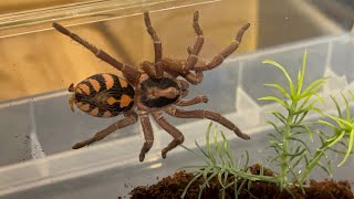 Hapalopus formosus aka the pumpkin patch tarantula rehouse [upl. by Wu]