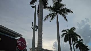 Foxtails Versus Royals  Two Similar Looking Palms With Different Needs [upl. by Acirdna]