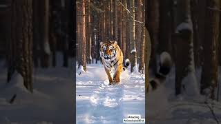 Siberian Tiger Charges Towards Me 🐅 HeartStopping Wild Encounter Caught on Camera [upl. by Enneyehs900]