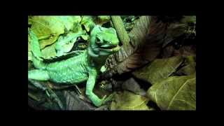 quotStirnlappenbasilisk im LondonZooquot Live Video von Wolfgang Schmökel [upl. by Cid518]