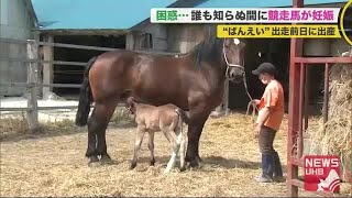 ばんえい競馬初の珍事 レース前日に出産…厩舎に見慣れない子馬「犬にしては大きいと思った」 200820 2030 [upl. by Countess]