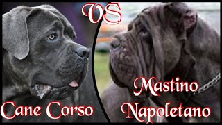 Cane Corso VS Mastino Napoletano [upl. by Esyli28]