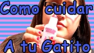 Como cuidar a tu gatito bebe sin mamácon video [upl. by Fortuna]