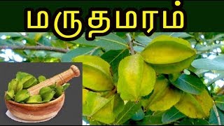 terminalia arjunaமருத மரத்தின் வைத்தியம் Marutha maram [upl. by Nicolea]