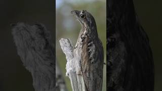 Common Potoo  Master of disguise [upl. by Atenik]