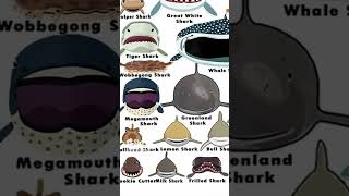 Types Of Shark Faces  Nurse Shark  Part 2 shorts sharks wildlife [upl. by Diane]