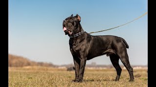 Cane Corso  Great Italian Mastiff [upl. by Sinaj295]