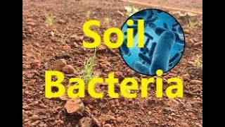 Soil Bacteria for Nitrification [upl. by Suivatco]