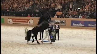 Friesian horse Markus 491 faderpaard 2018 hengstenkeuring [upl. by Esej]