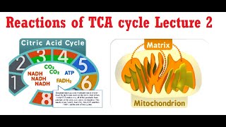 Reactions of TCA Cycle Lecture 2 [upl. by Gemmell]