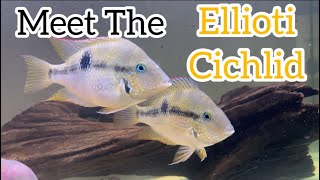 Meet The Ellioti Cichlid  Species Profile [upl. by Vickey626]