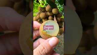 Sweet longans fruit fruits satisfying sound shorts youtubeshorts [upl. by Middleton]