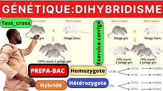 SVTDIHYBRIDISMETestcrosshomozygoteHétérozygotedominancecomplete [upl. by Ashien]