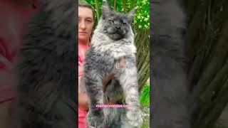 Giant Maine Coon Cats for Sale [upl. by Jenn975]