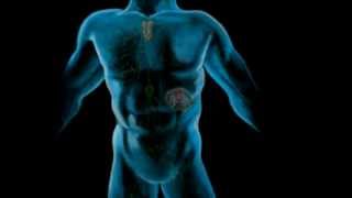 The Lymphatic System Part 1 [upl. by Gladine]